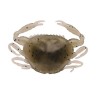 LEURRE Berkley crabe Gulp Saltwater Peeler Crab - 2" -  sachet de 5