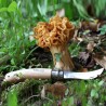 COUTEAU OPINEL CHAMPIGNON N08 HETRE              