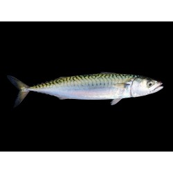 MAQUEREAUX TETES APPATS BOITE