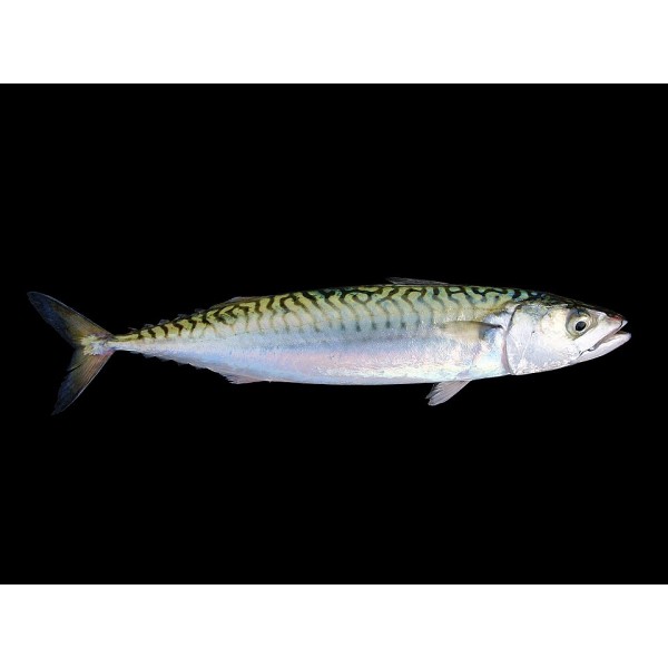 MAQUEREAUX APPATS BOITE